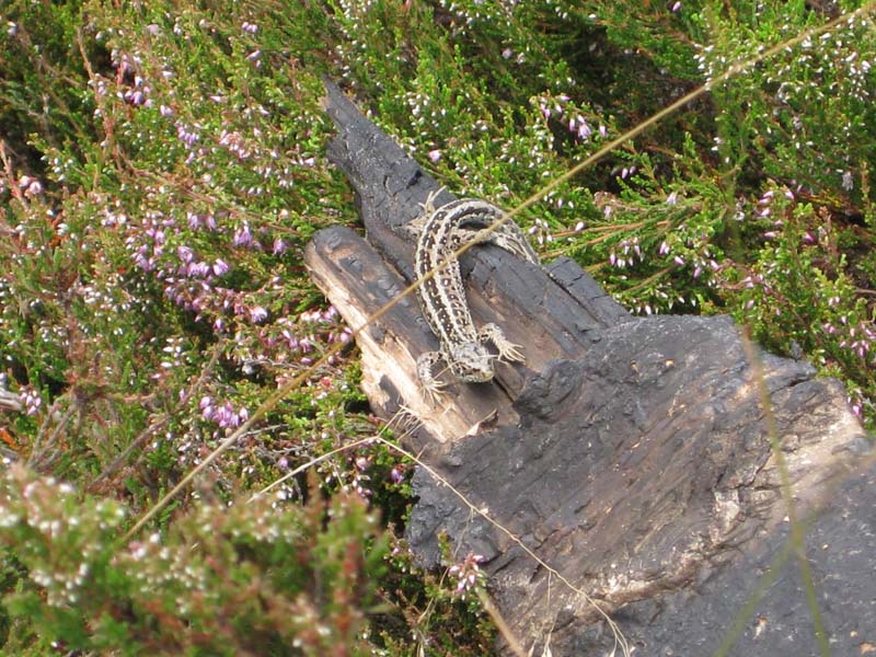 Lacerta Agilis e Zootoca Vivipara.